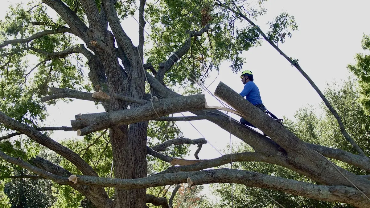 Professional Crown Thinning performed by certified arborists in Hyannis